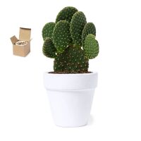 Blumentopf Konte